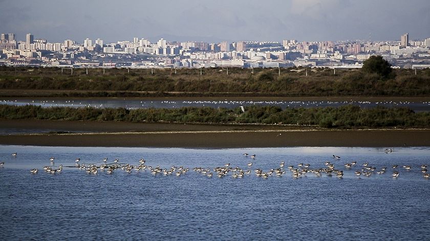Agência do Ambiente viabiliza aeroporto do Montijo. Como chegámos aqui?